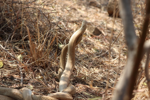 Blonde Hognose Snake