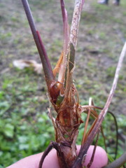 Anthurium gracile