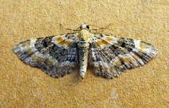 Eupithecia linariata