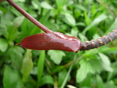 Anthurium gracile