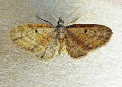 Eupithecia tenuiata