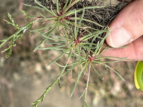 Limonium scabrum, photograph 3