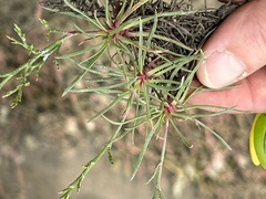 Limonium scabrum, photograph (c) Christina, some rights reserved (CC BY)