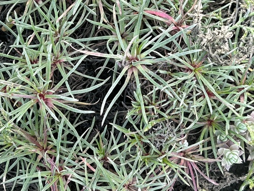 Limonium scabrum, photograph 4