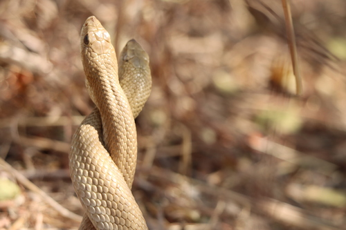 Blonde Hognose Snake