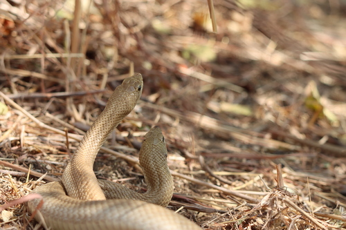 Blonde Hognose Snake