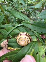 Cepaea nemoralis