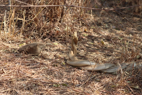 Blonde Hognose Snake