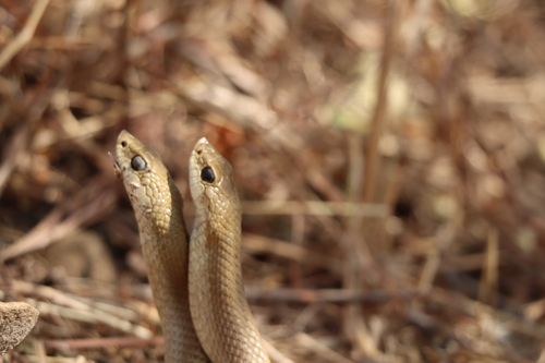 Blonde Hognose Snake