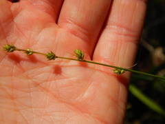 Carex brunnescens