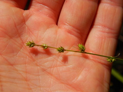 Carex brunnescens