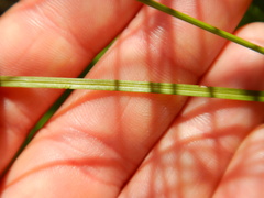 Carex brunnescens