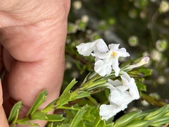 Chascanum cernuum, photograph (c) Christina, some rights reserved (CC BY)