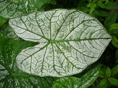 Caladium