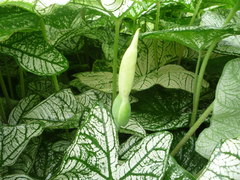 Caladium