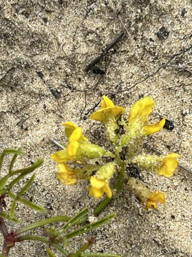 Grommet Snoutpea (Rhynchosia ferulifolia)