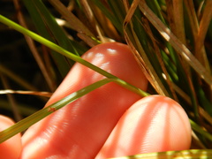 Carex brunnescens