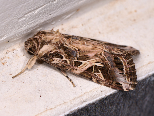 Mediterranean Brocade