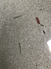 Oligocottus maculosus