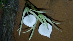 Brassavola nodosa