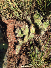 Opuntia polyacantha polyacantha