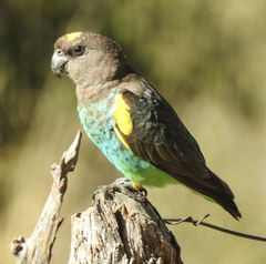 Poicephalus meyeri transvaalensis