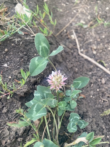 Image of Trifolium ambiguum by (c) Илья Руденко, some rights reserved (CC BY)