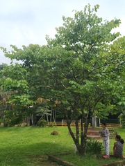 Bauhinia picta