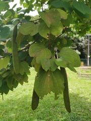 Bauhinia picta