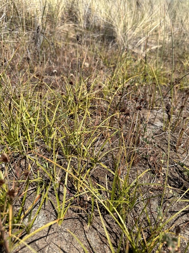 Image of Carex pansa by (c) Matt Berger, some rights reserved (CC BY)