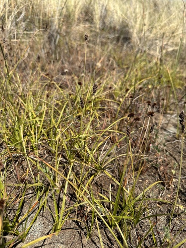 Image of Carex pansa by (c) Matt Berger, some rights reserved (CC BY)