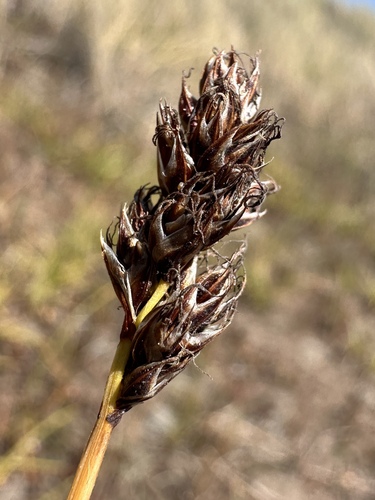 sanddune sedge (Carex pansa)