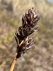 Carex pansa, photograph (c) Matt Berger, some rights reserved (CC BY)