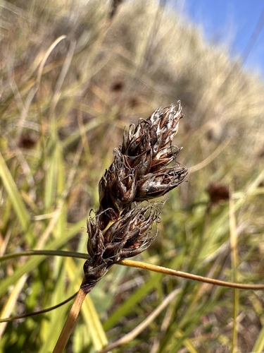 Image of Carex pansa by (c) Matt Berger, some rights reserved (CC BY)