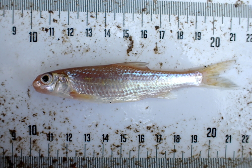 Silver chub (Macrhybopsis storeriana) — Cyprinidae — 4