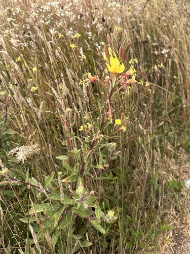 Image of Oenothera wolfii by (c) Matt Berger, some rights reserved (CC BY)