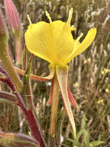 Image of Oenothera wolfii by (c) Matt Berger, some rights reserved (CC BY)