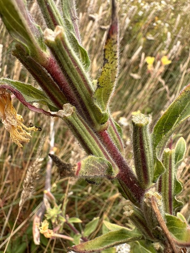 Image of Oenothera wolfii by (c) Matt Berger, some rights reserved (CC BY)