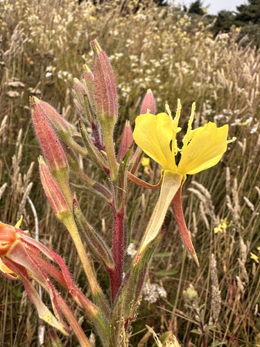 Wolf's Evening Primrose (Oenothera wolfii)