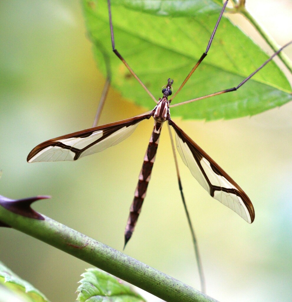 Crane Flies