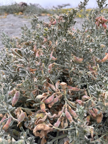 Image of Lathyrus littoralis by (c) Matt Berger, some rights reserved (CC BY)