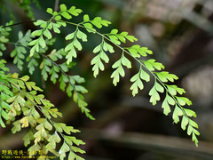 Asplenium pseudolaserpitiifolium