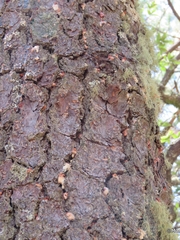 Dendroctonus