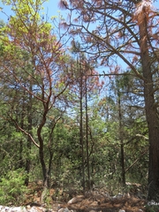 Pinus teocote