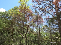Pinus teocote