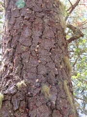Dendroctonus