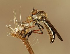 Nicocles politus