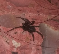 Asthenoctenus borellii