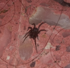 Asthenoctenus borellii