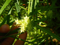Carex cryptolepis
